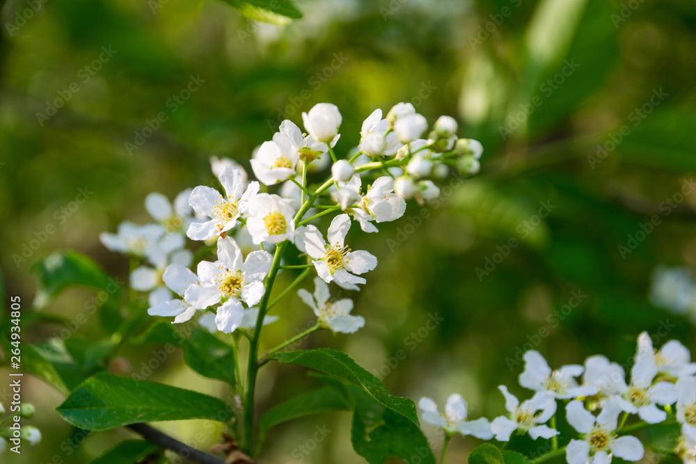 Blooming Alyssum on a sunny day