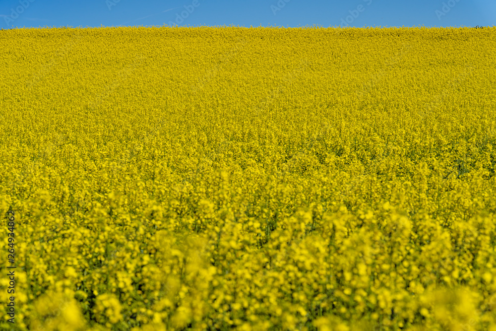 Rapsfeld mit blauem Himmel Rapsfeld mit blauem Himmel