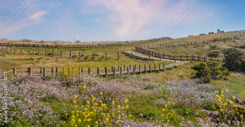 Bright spring landscape, bright flowering meadow. Udo Island, Republic of South Korea