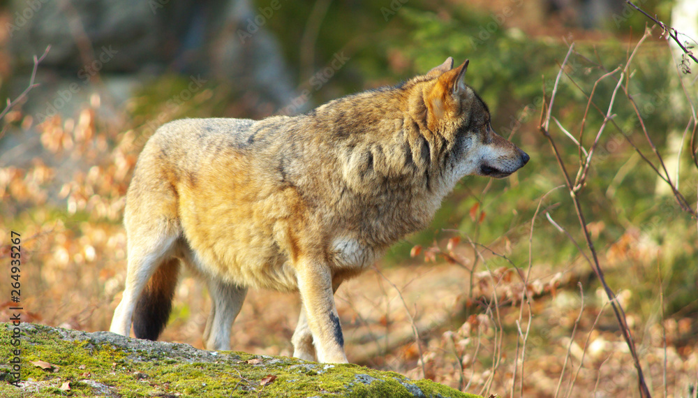 Alone Wolf in Forest