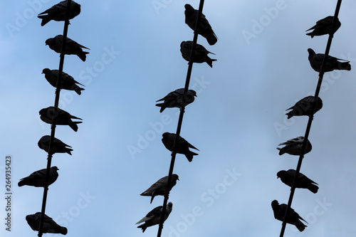 silhouettes pigeon on wire against blue sky