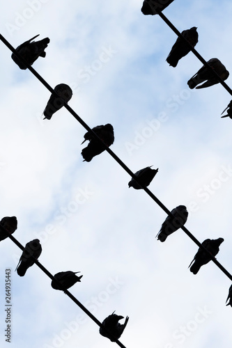 silhouettes pigeon on wire against blue sky