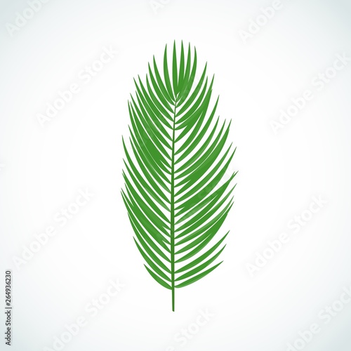 Vector cartoon illustration of palm tree  leaf. Tropical plant icon isolated on white background for web, print, template, decoration, design, sale, party, summer poster, design.