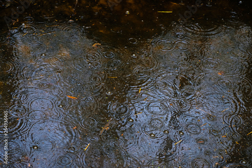 Raindrop ripple patterns form overlapping circles in the forest lake.Top view.
