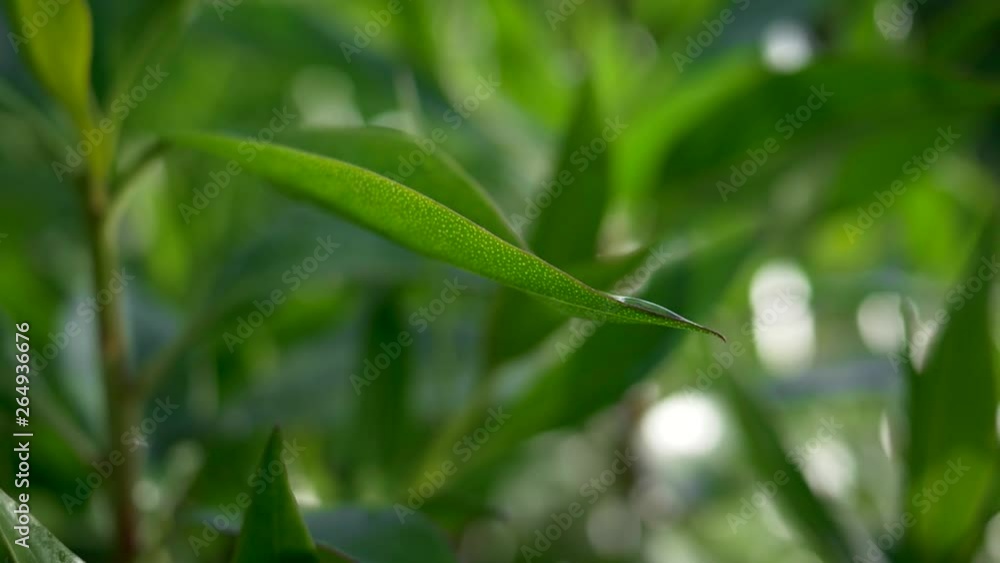 Green leaf of a plant waving because of heavy water drops falling from above. Slow motion shot Green leaf of a plant waving because of heavy water drops falling from above. Slow motion shot