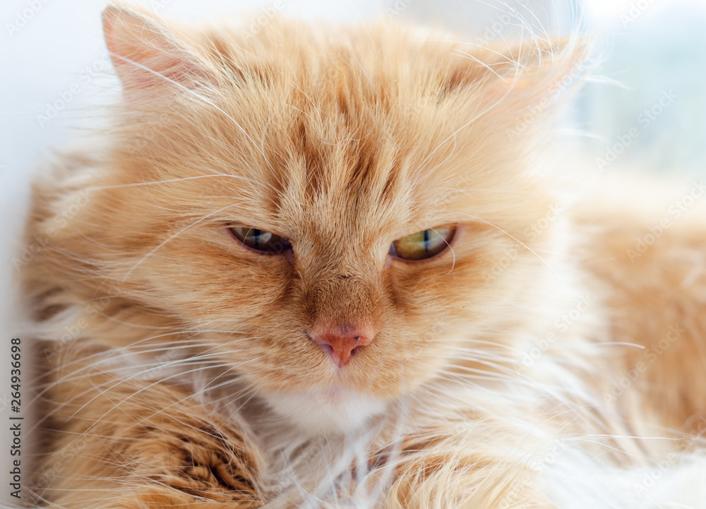 muzzle of a fluffy red cat close up