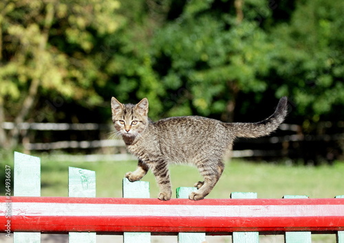 Portrait of the gray tabby kitten on a equestrian  barrier on the arena