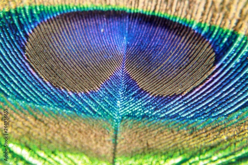 Peacock feather close up view
