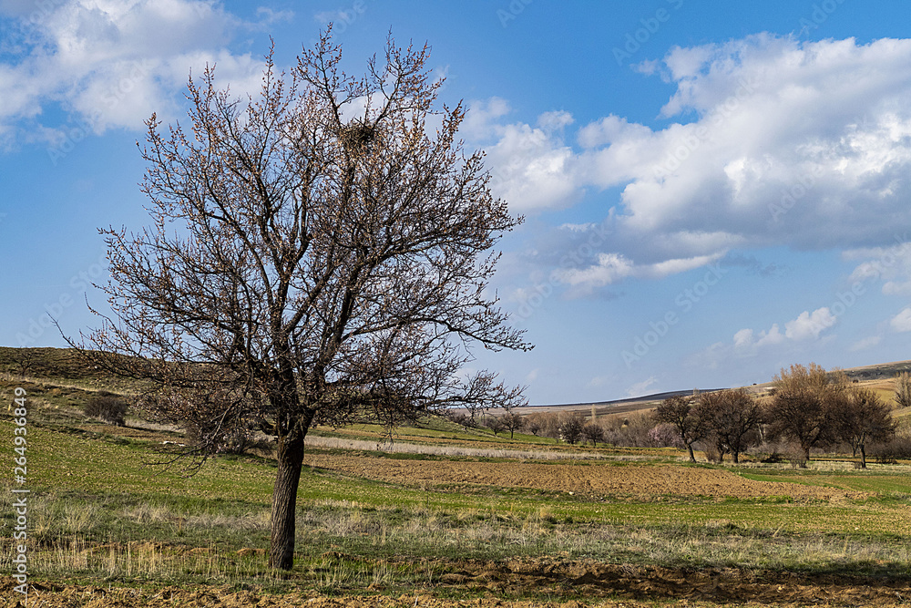 spring landscape in continental climate, leafless large apricot tree