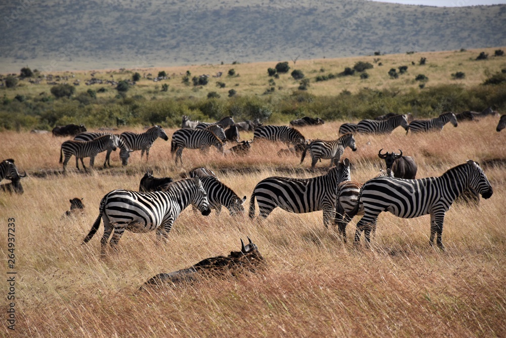 Obraz premium zebras in africa