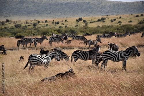 zebras in africa
