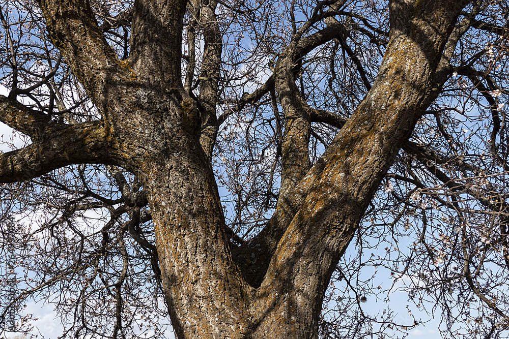 thick apricot tree and its branches, leafless large apricot tree and branches, thick apricot tree and its branches, leafless large apricot tree and branches,