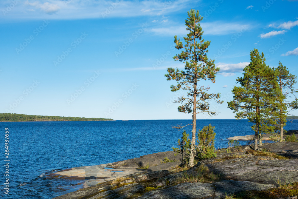 lake and pine trees on a sunny summer day. landscape. Karelia Ladoga lake. panorama.Nature of the north