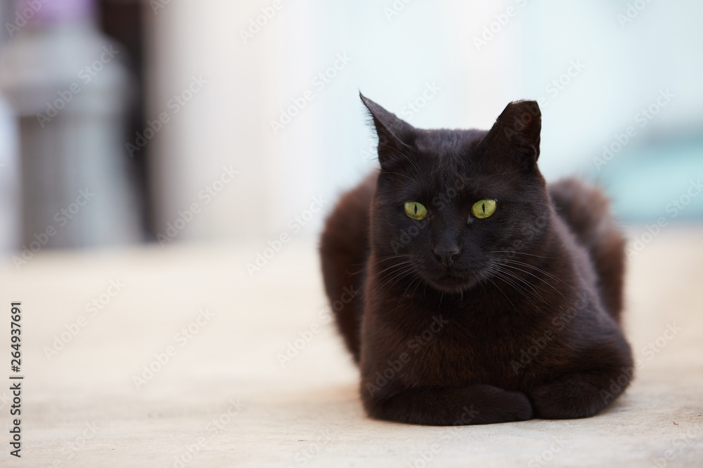 Obraz premium black cat sits beautifully