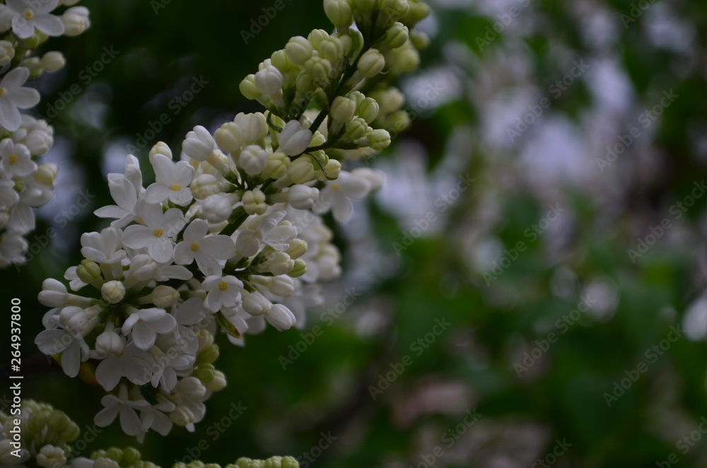 spring flowers, a lilac branch with flowers and buds on a background of green foliage