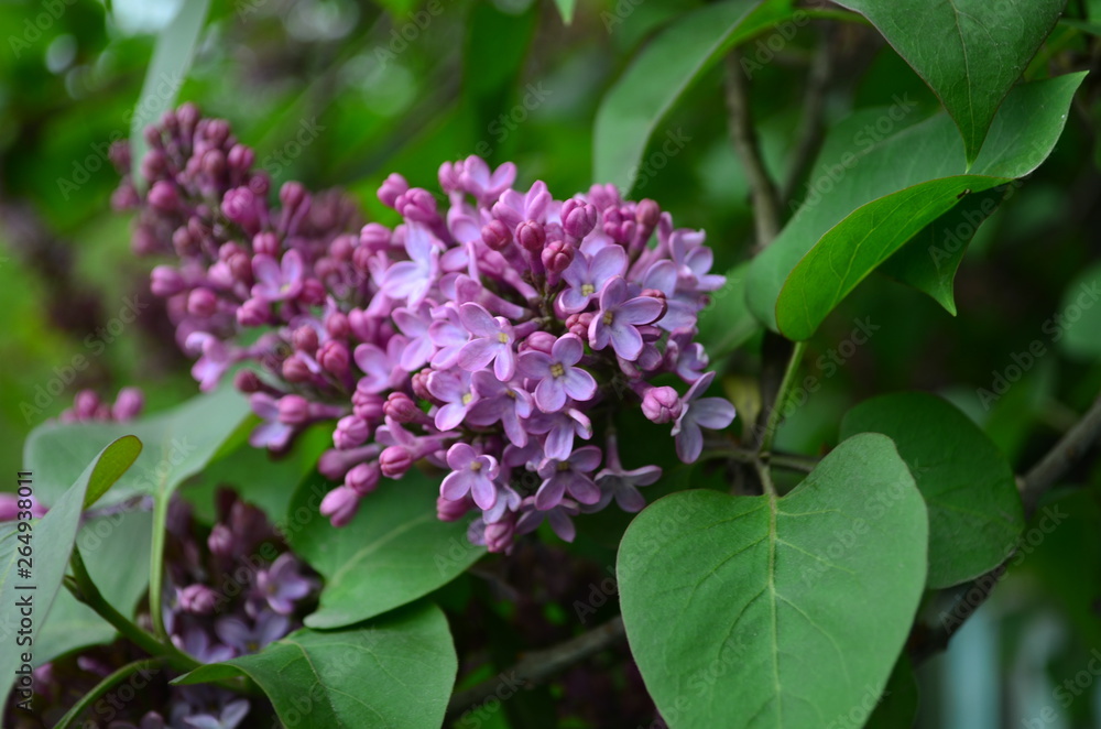 spring flowers, a lilac branch with flowers and buds on a background of green foliage spring flowers, a lilac branch with flowers and buds on a background of green foliage