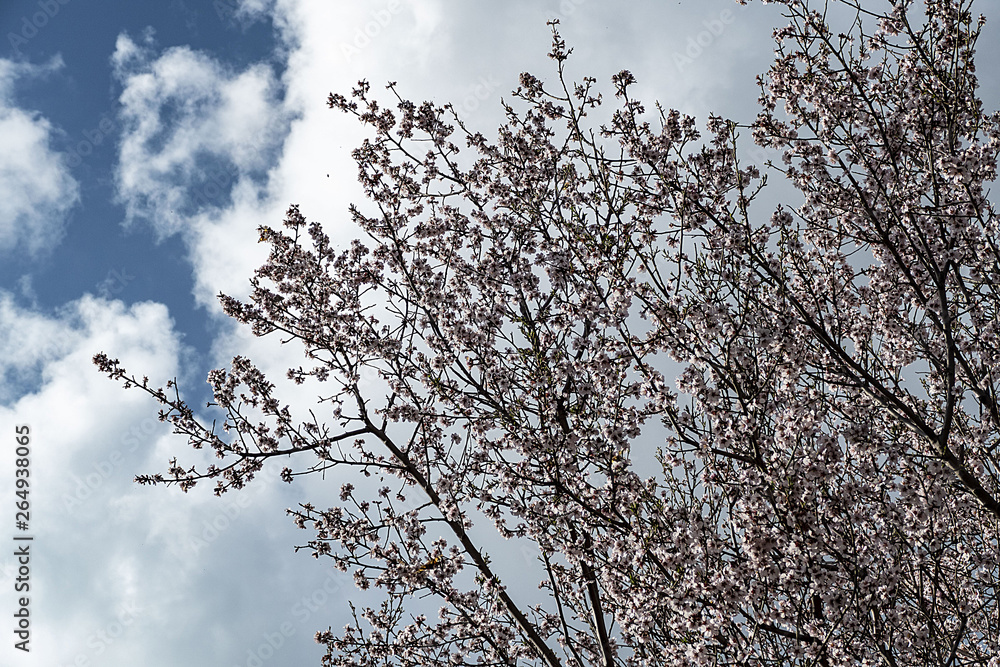 blue sky and flowering almond trees in the spring months, blue sky and flowering almond trees in the spring months,