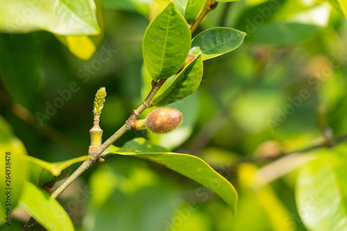 Flower bud of Magnolia Figo - Michelia figo - are in Japan.