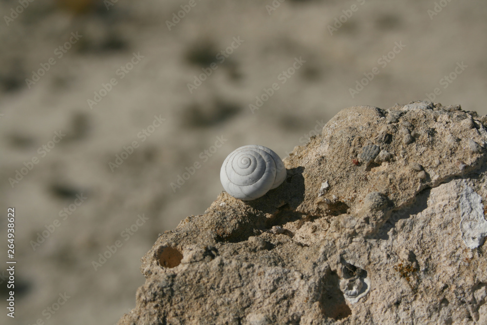 SNAIL ON THE STONE