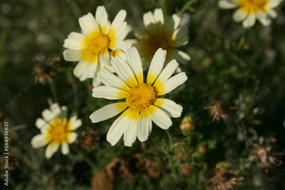 Obraz premium SPRING FLOWERS IN SPAIN
