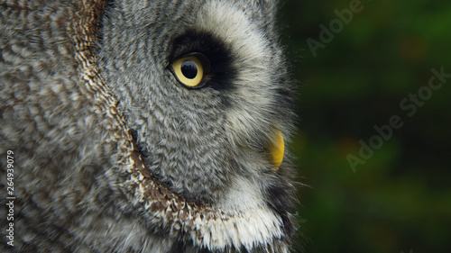 portrait of an owl © Станислав Конюшевски