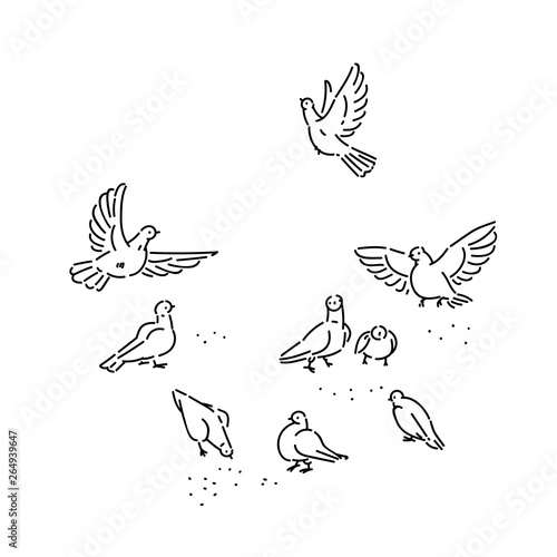 Flock of urban wild pigeons pecks seeds. Set flying and sitting birds line art style character vector black white isolated illustration.