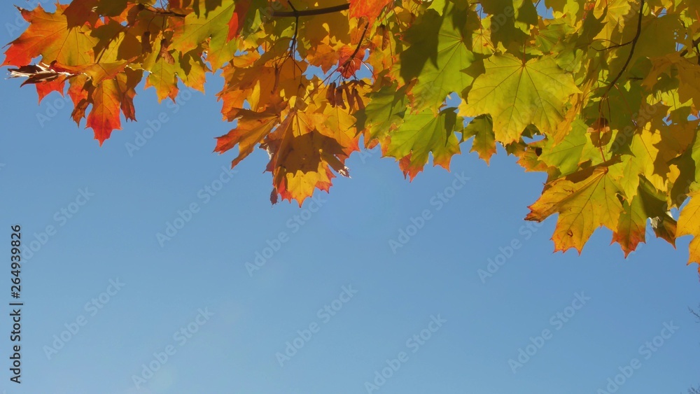 Autumn colorful bright branch tree with bright foliage on a blue sky background Autumn colorful bright branch tree with bright foliage on a blue sky background