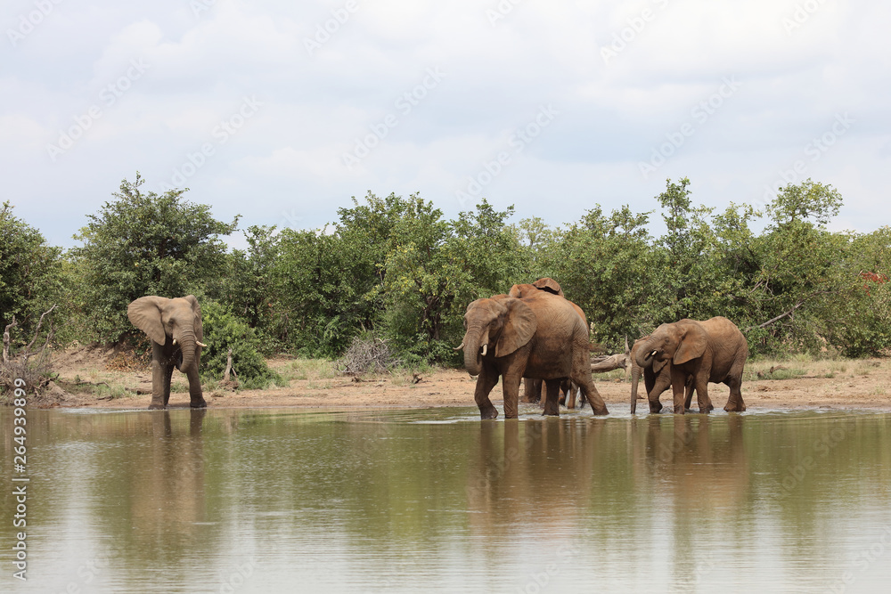 Fototapeta premium Afrikanischer Elefant / African elephant / Loxodonta africana