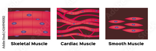 muscle type vector / cardiac , skeletal , smooth
