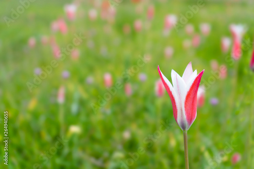 Tulipa clusiana Wild pink Lady Tulip Tulipa clusiana from Kashmir, Afghanistan, Iran, Iraq, Pakistan and the western Himalayas photo