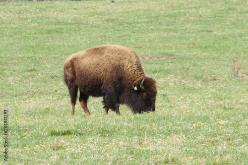 Grazing Buffalo © Deborah