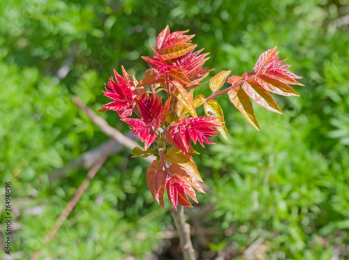 the red and green leaves © AVD