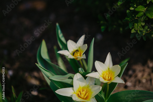 Fototapeta Naklejka Na Ścianę i Meble -  Beautiful white tulips growing in garden
