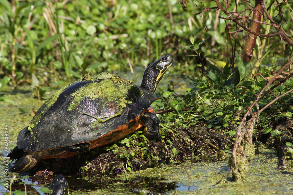 Fototapeta premium turtle