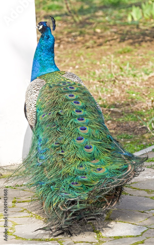 the Beautiful Peacock