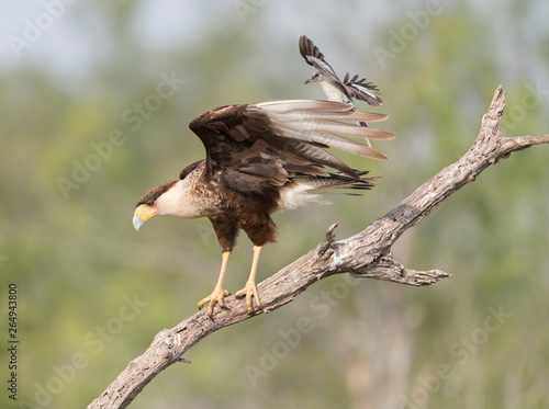 Crested Caracara harassed by Northern Mockingbird in Southern Texas
