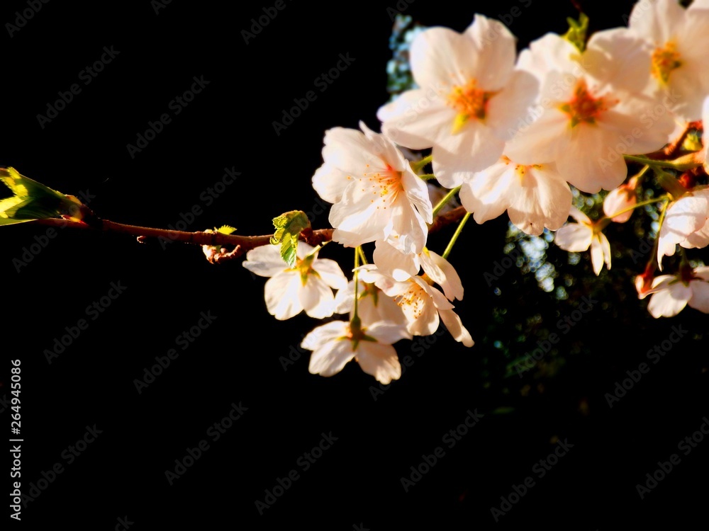 山道に咲いていた山桜、日本山梨県 山道に咲いていた山桜、日本山梨県