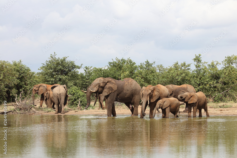 Obraz premium Afrikanischer Elefant / African elephant / Loxodonta africana