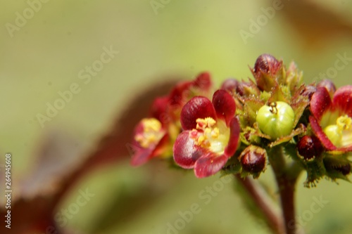 Close up Beautiful red flowers,buds and yellow centres of Jatropha gossypiifolia