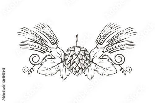 black illustration of hop and barley for brewing isolated on white background