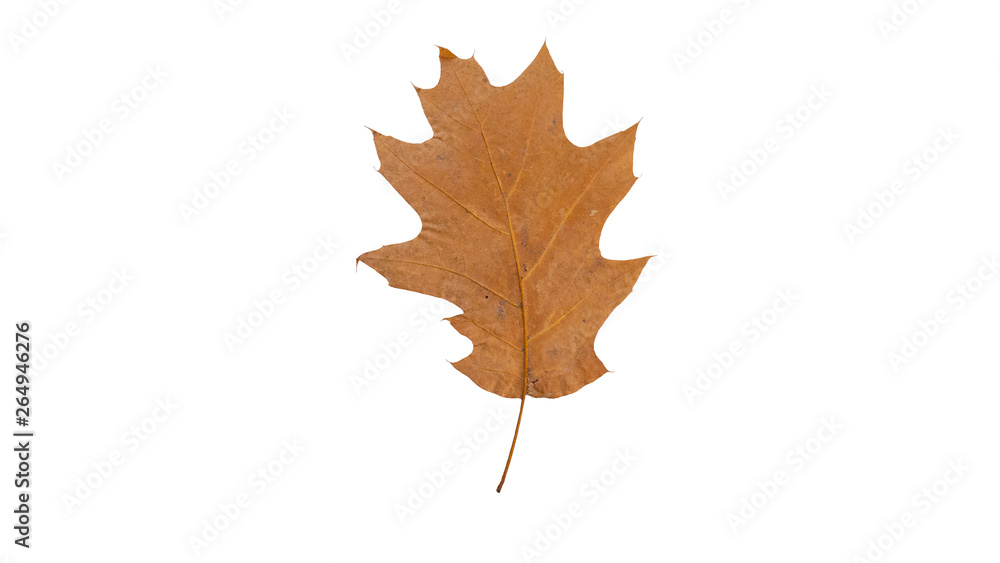 Autumn leaf. Isolated on white. Fallen leaf Autumn leaf. Isolated on white. Fallen leaf