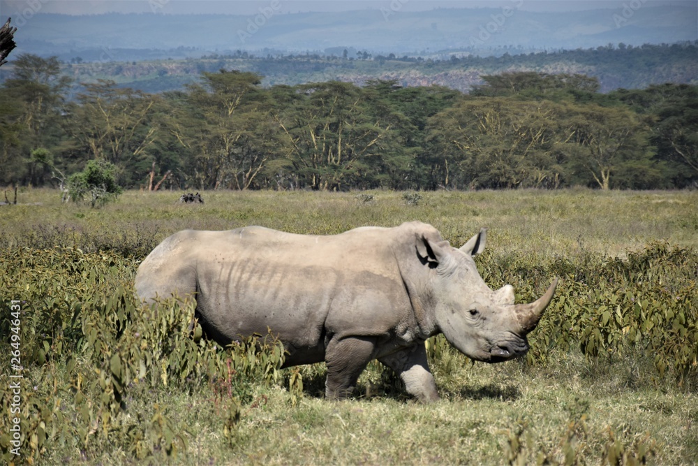 Fototapeta premium rhinoceros 