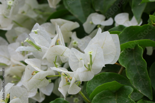 White Spring