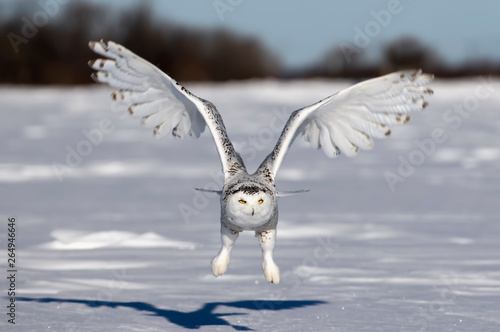 Snowy owl flies low over an open snowy field in Ottawa, Canada
