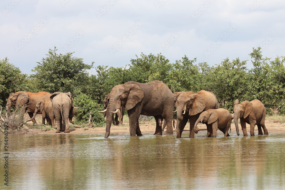 Fototapeta premium Afrikanischer Elefant / African elephant / Loxodonta africana