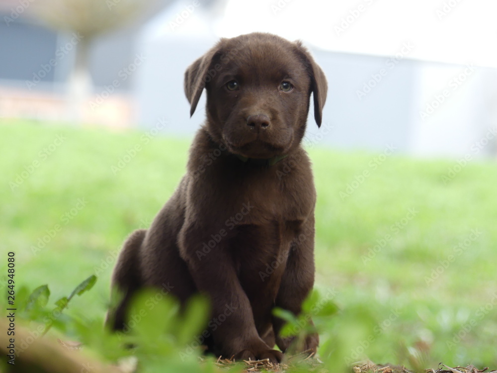 Labrador retriever Welpe Braun sitzend im Grün Labrador retriever Welpe Braun sitzend im Grün