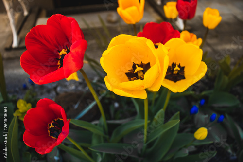 Colorful red and yellow tulip flowers during spring season