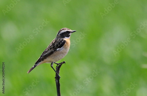 Whinchat on branch, Saxicola rubetra