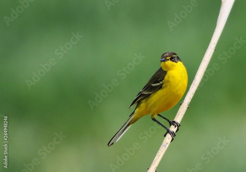 Yellow wagtail on branch with green background