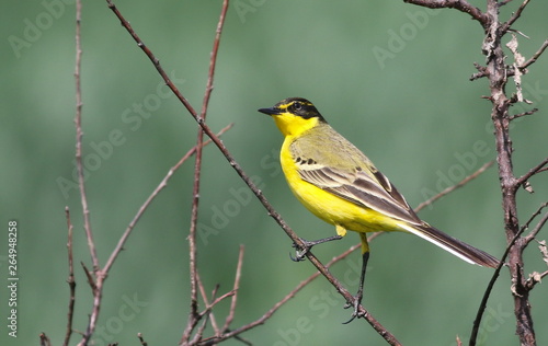 Yellow wagtail on branch with green  background © dule964